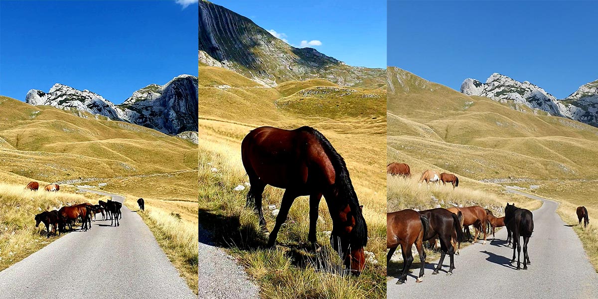 Durmitor,divlji konji i viralni snimak…